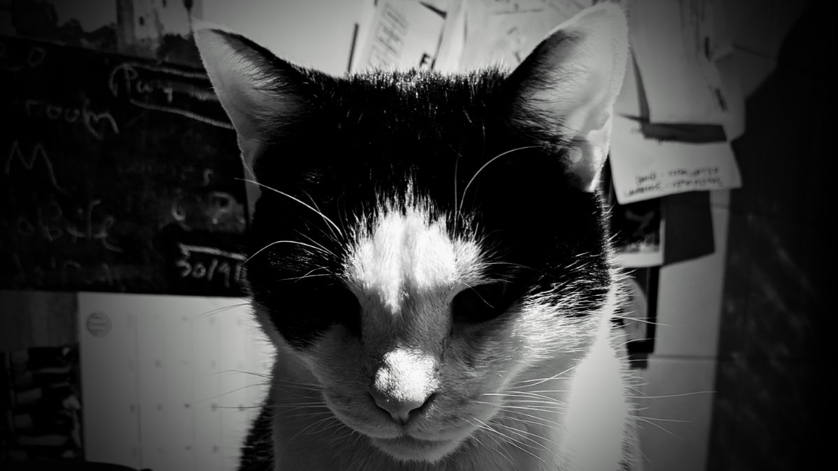 a black and white cat staring into the camera