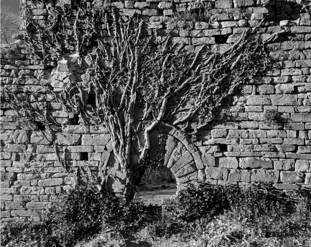 a ruined stone archway overgrown with vines